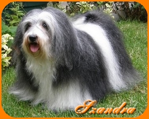 Szandra, Havanais